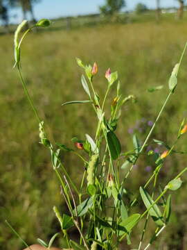 Image of Zornia dyctiocarpa var. dyctiocarpa