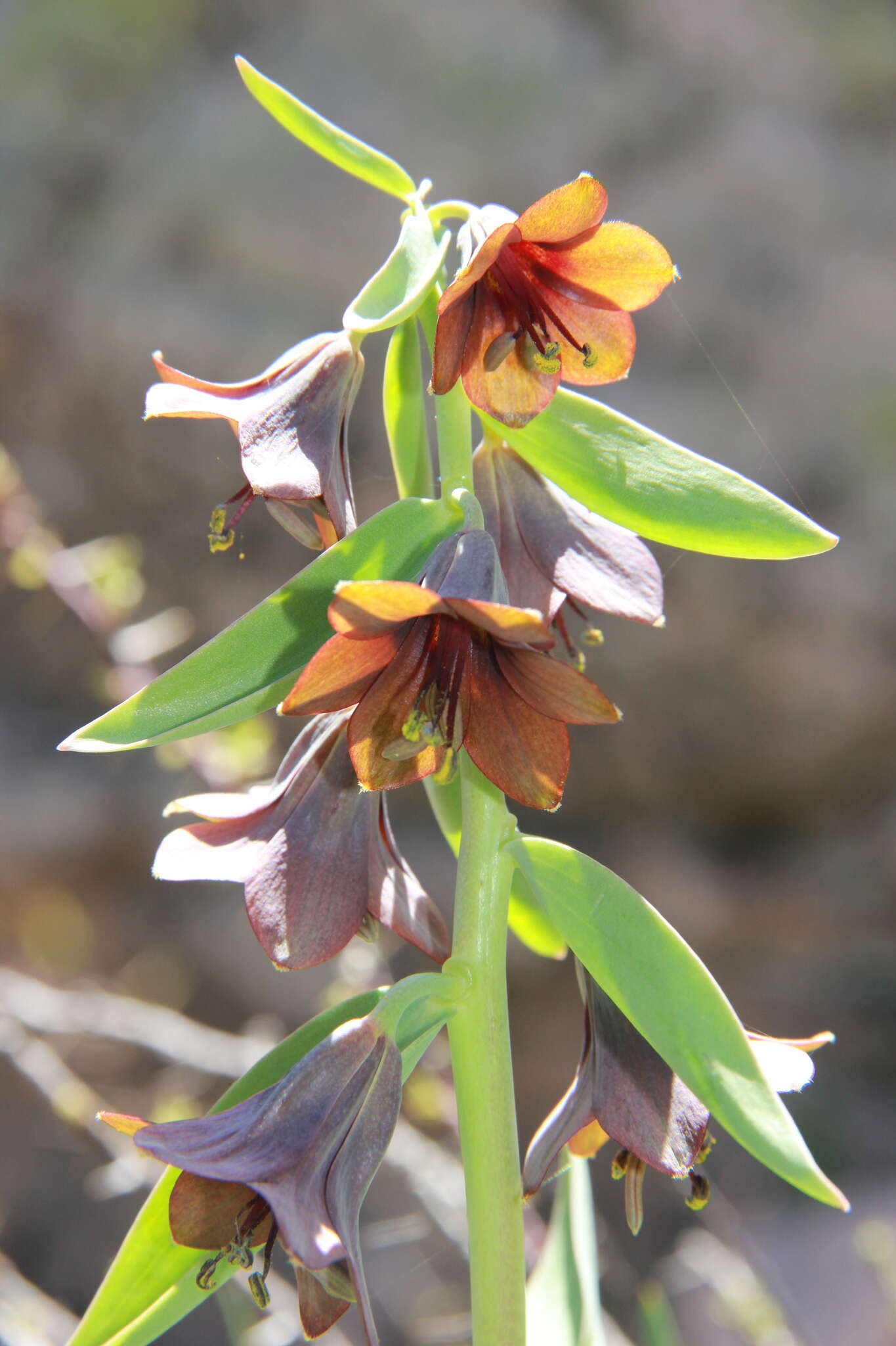 Image of Fritillaria sewerzowii Regel