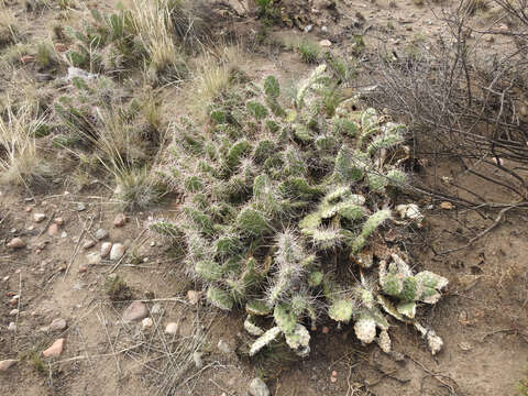 Image of Opuntia sulphurea G. Don ex Loudon