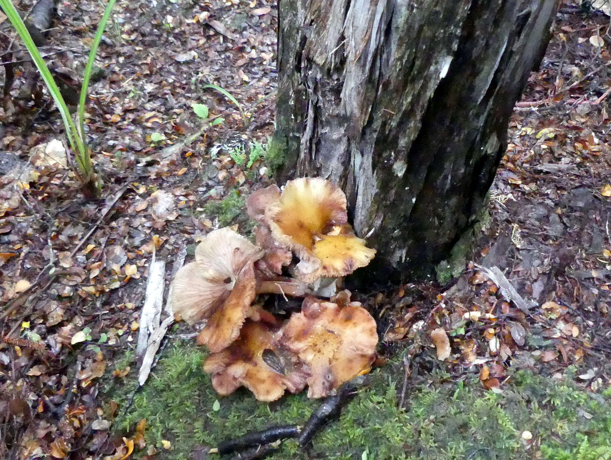 Image of Armillaria limonea (G. Stev.) Boesew. 1977