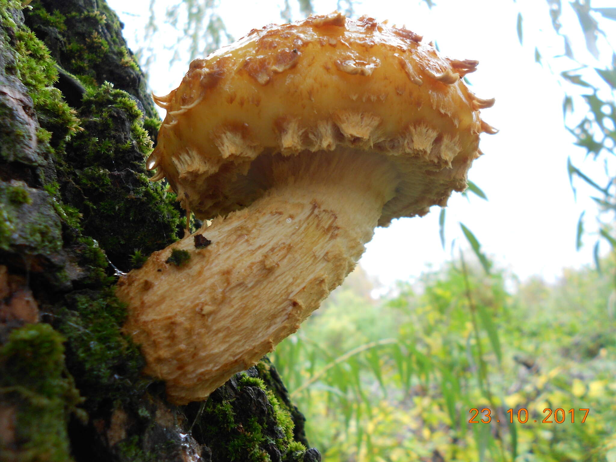 Plancia ëd Pholiota aurivella (Batsch) P. Kumm. 1871