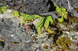 Image de Asplenium trichomanes subsp. quadrivalens D. E. Meyer