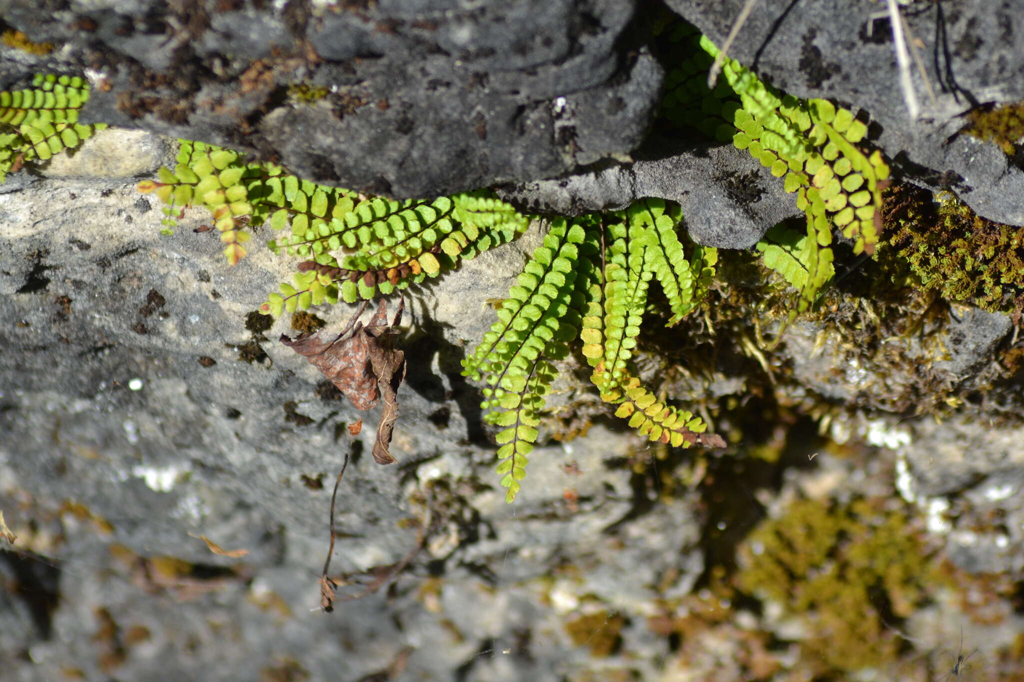 Imagem de Asplenium trichomanes subsp. quadrivalens D. E. Meyer