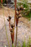 Image of heath rush