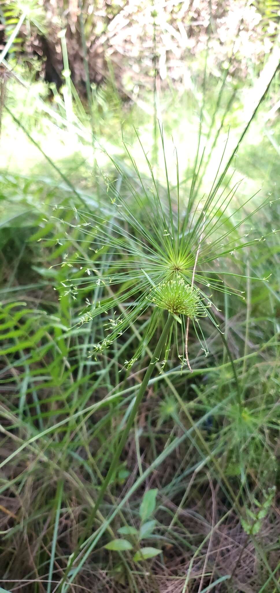 Image of miniature flatsedge