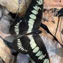 Graphium latreillianus (Godart (1819))的圖片