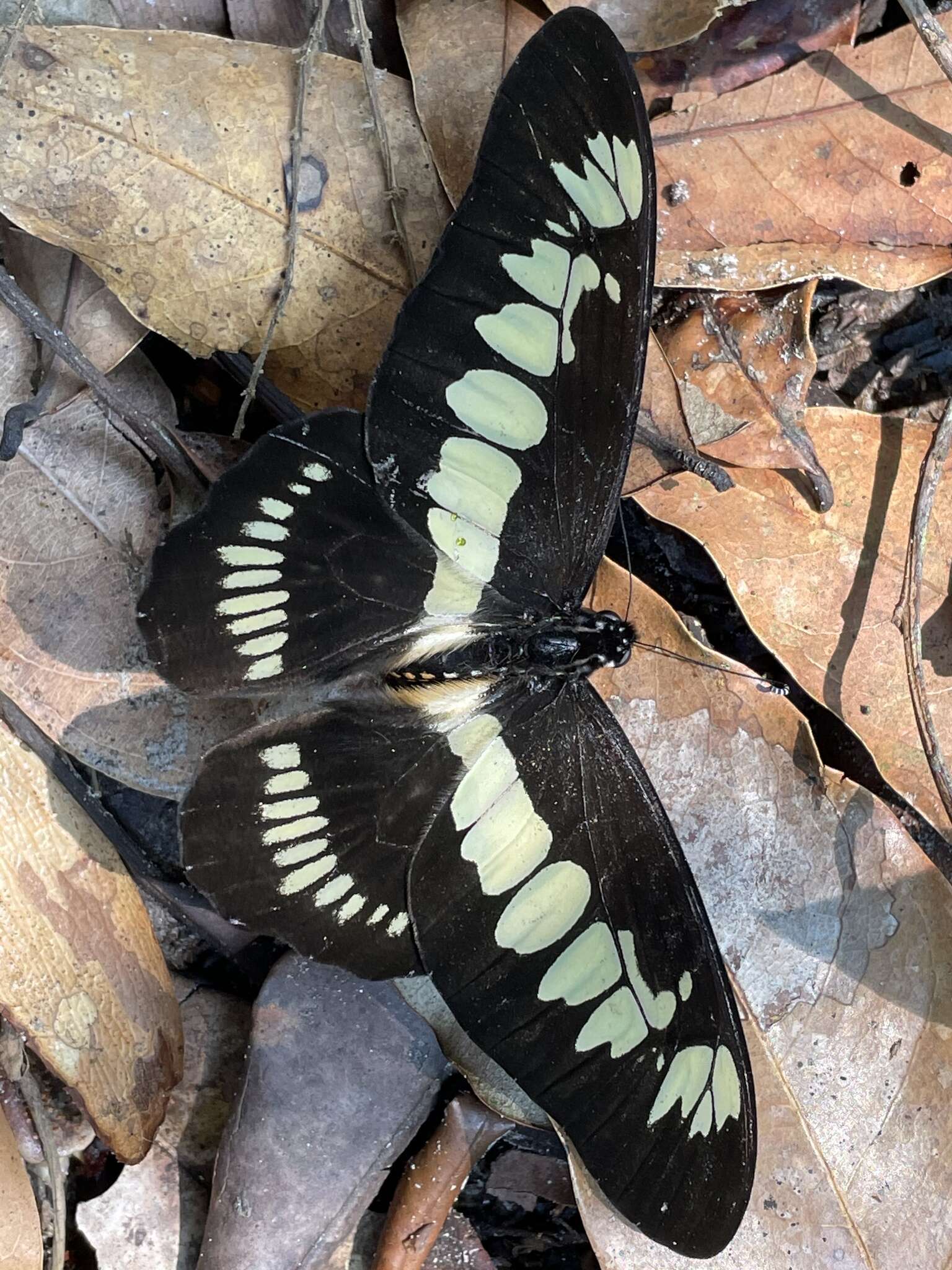 Sivun Graphium latreillianus (Godart (1819)) kuva