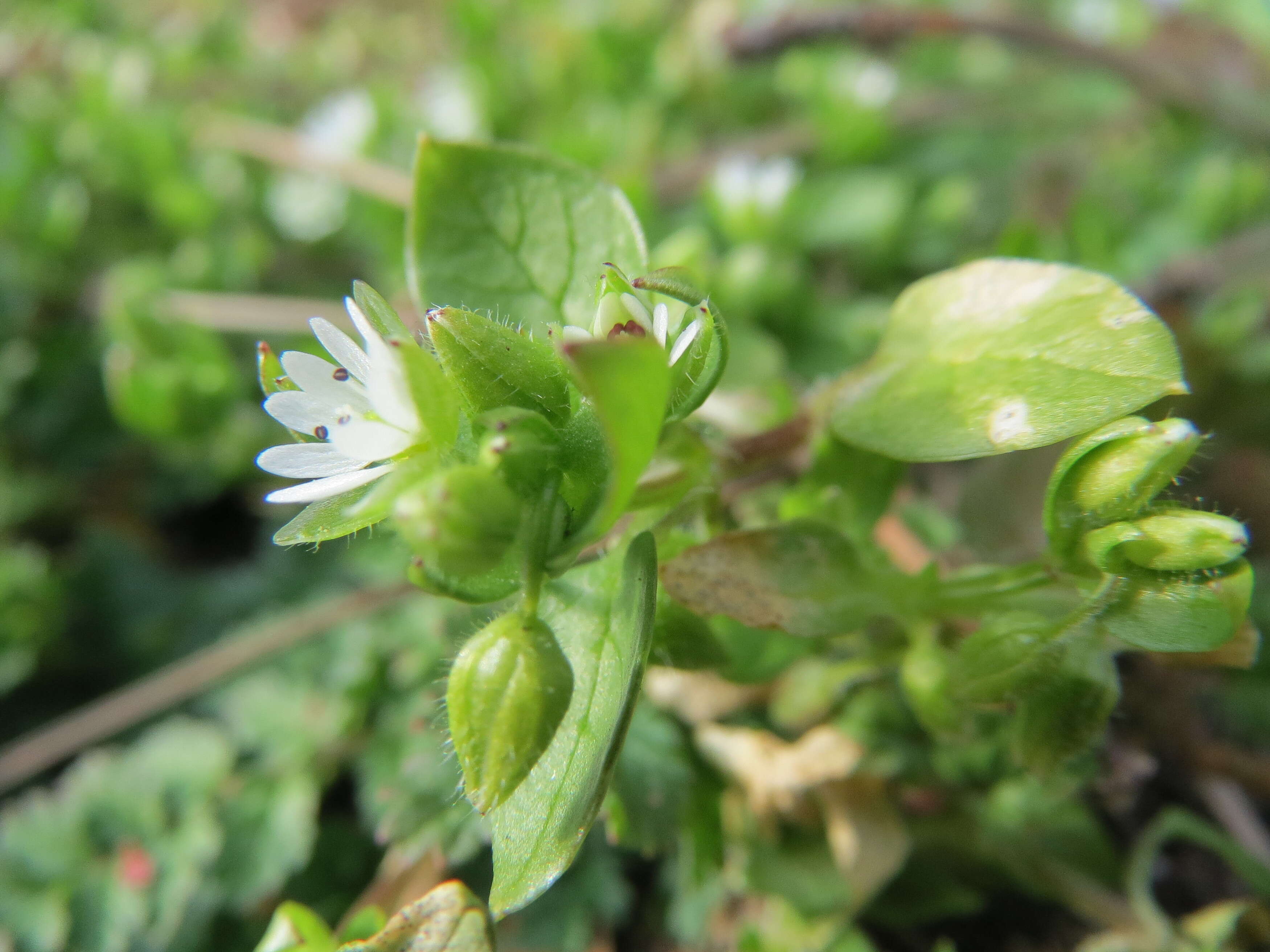 Image of common chickweed