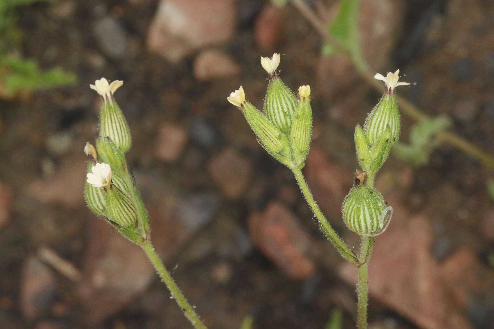 Imagem de Silene coniflora Nees ex Otth