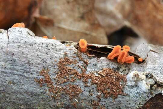 Слика од Guepiniopsis buccina (Pers.) L. L. Kenn. 1959