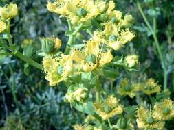 Image of fringed rue