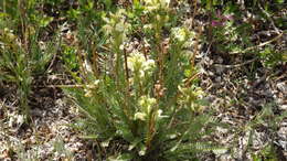 Image de Pedicularis parryi A. Gray