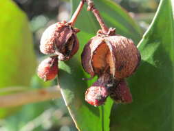 Plancia ëd Euonymus japonicus Thunb.