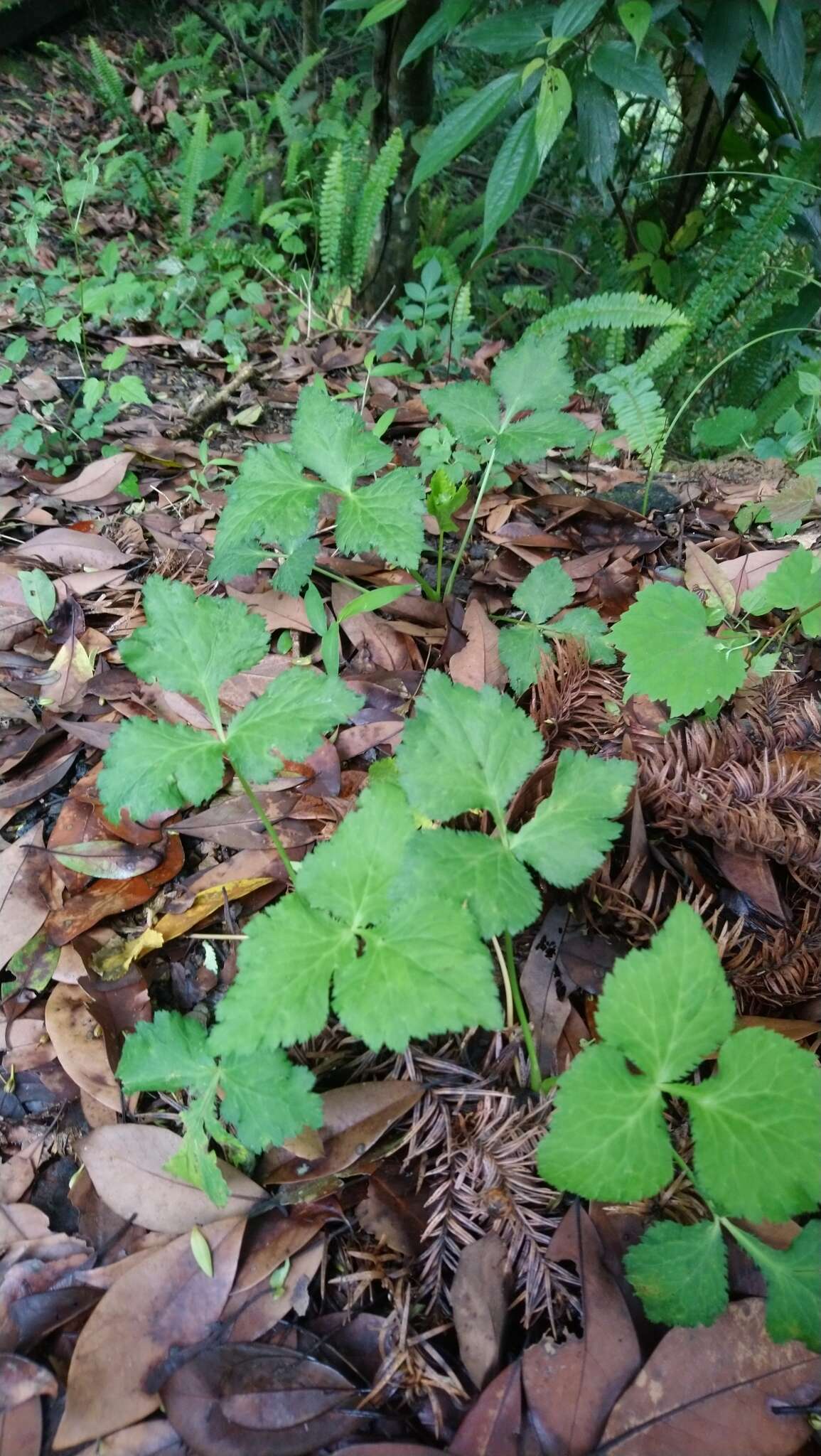 Image of Japanese honewort