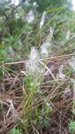 Image of alpine bulrush