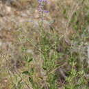 Image of <i>Salvia scrophulariifolia</i>