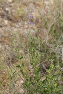 Image of <i>Salvia scrophulariifolia</i>