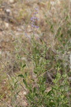 Image of <i>Salvia scrophulariifolia</i>