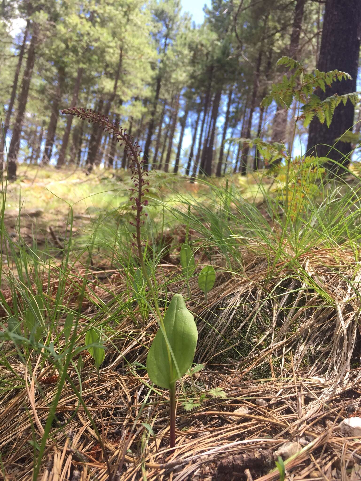 Image of Cochise adder's-mouth orchid