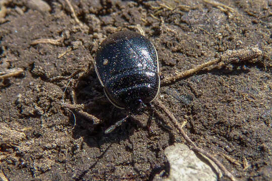 Image of <i>Adomerus biguttatus</i>