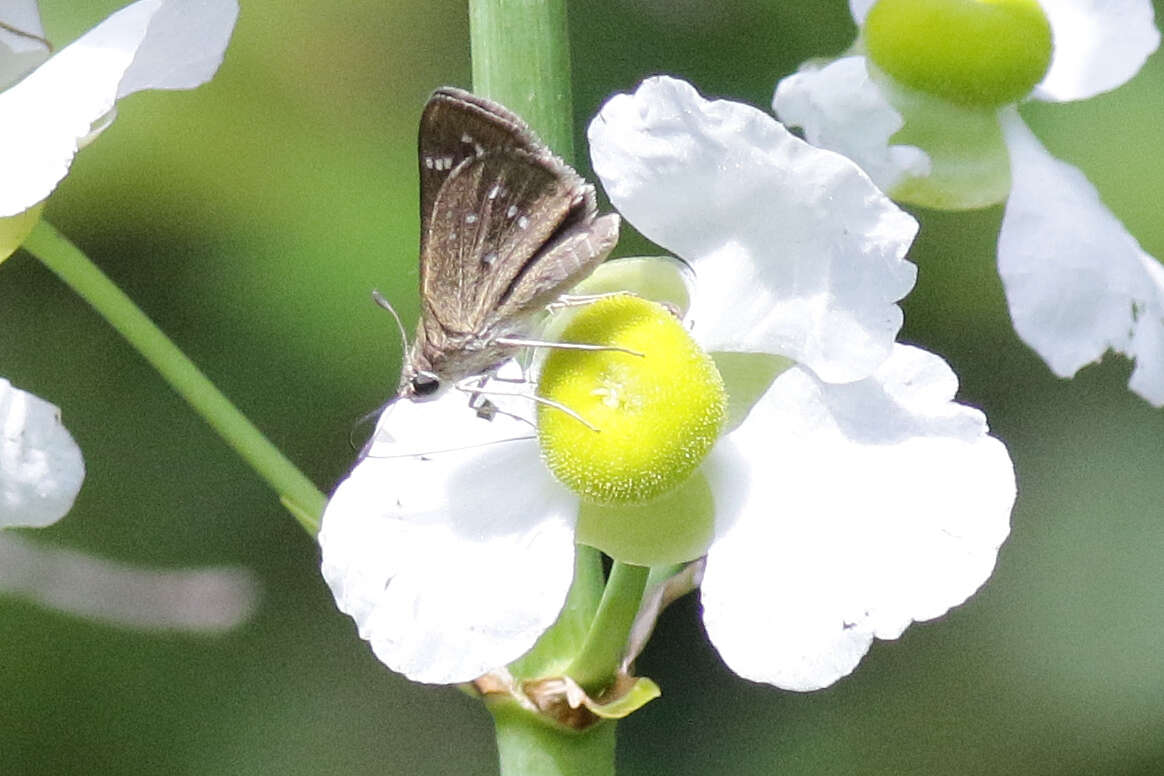 Image of Dotted Skipper