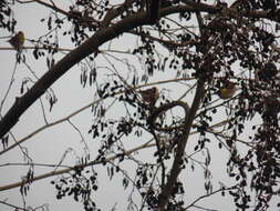 Carduelis carduelis carduelis (Linnaeus 1758)的圖片