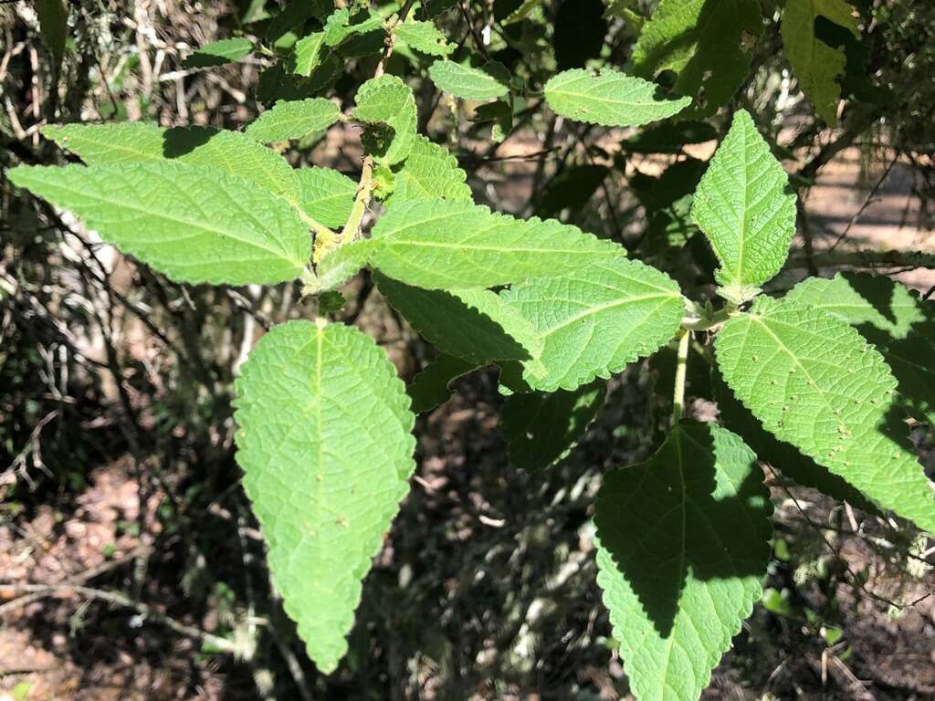 Image of Acalypha nemorum F. Muell. ex Müll. Arg.