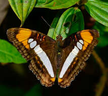 Imagem de Adelpha serpa serpa