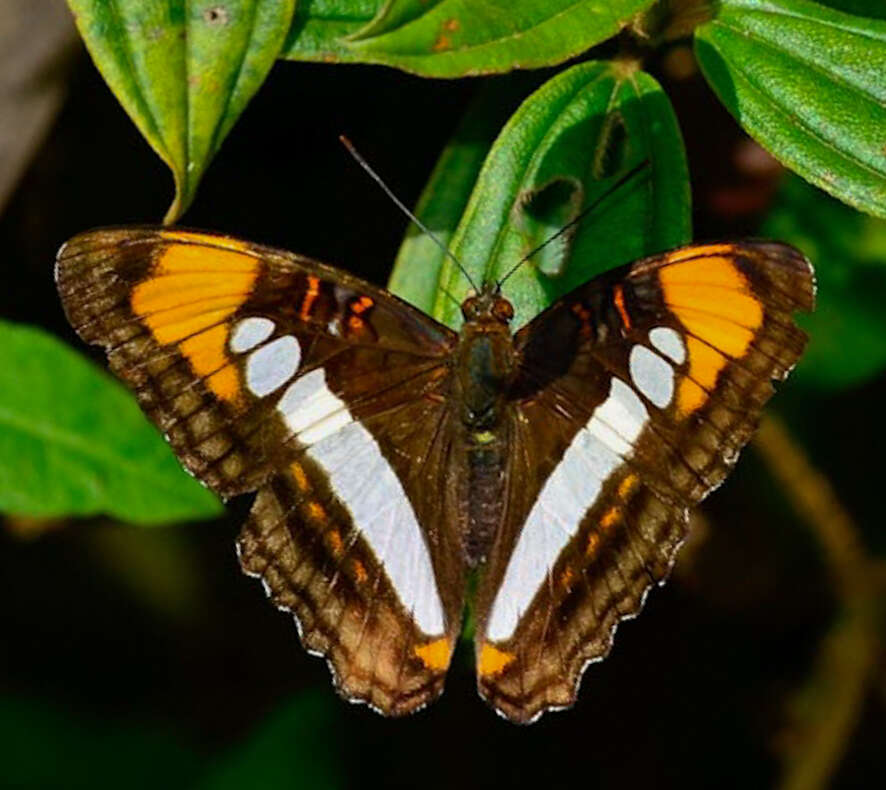 Imagem de Adelpha serpa serpa