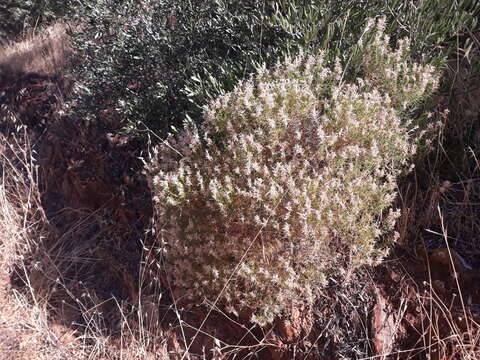 صورة Genista hirsuta M. Vahl