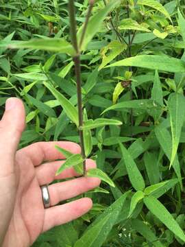 Image of royal catchfly