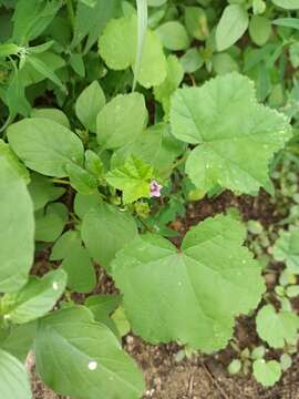 Image of cluster mallow