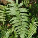 Parathelypteris angulariloba (Ching) Ching的圖片