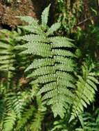 Parathelypteris angulariloba (Ching) Ching的圖片