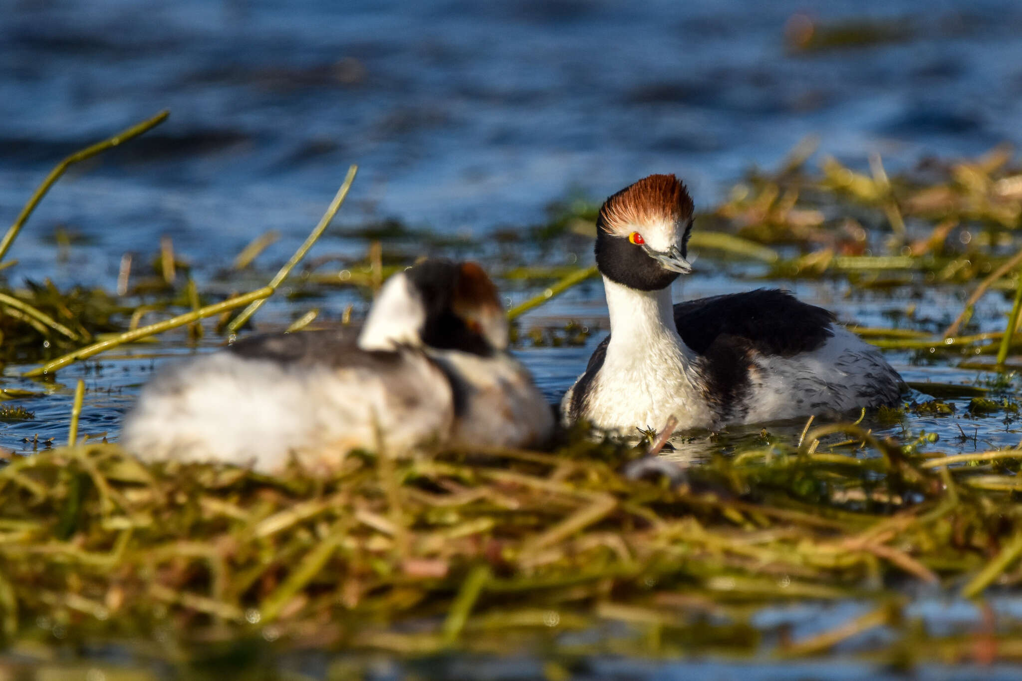 Image of Hooded Grebe