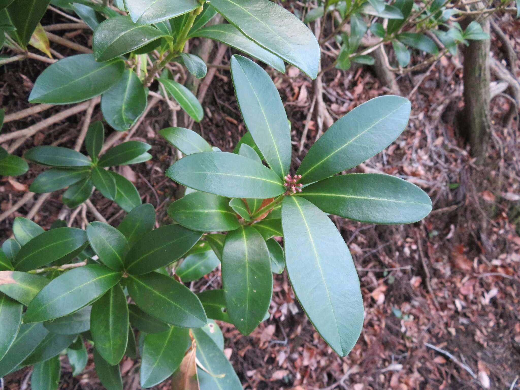 Image of Skimmia