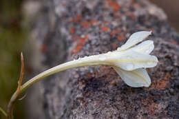 Image of Cyrtanthus leucanthus Schltr.