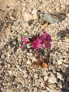 Image of Bigelow's monkeyflower