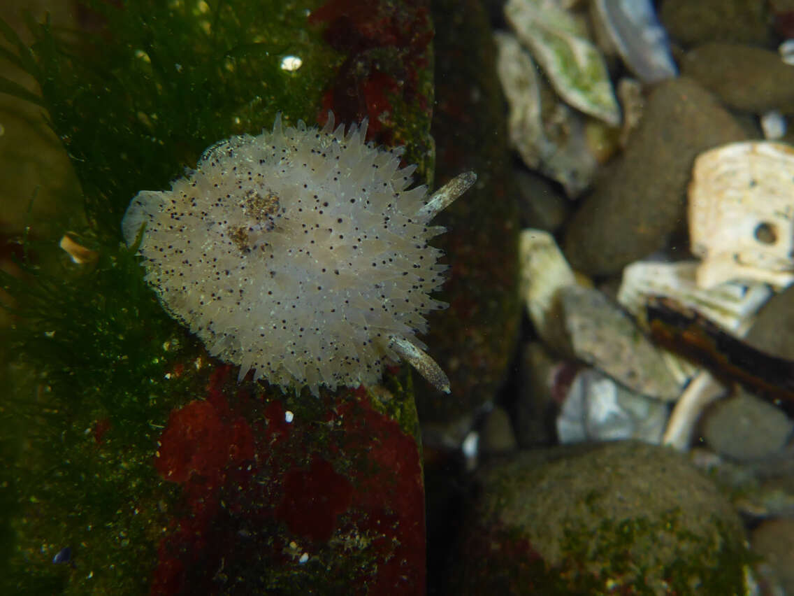 Image of Black and White Dorid