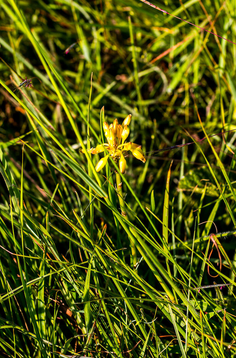 Image de Aloe linearifolia A. Berger