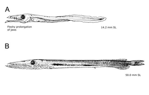 Image of Anotopterus