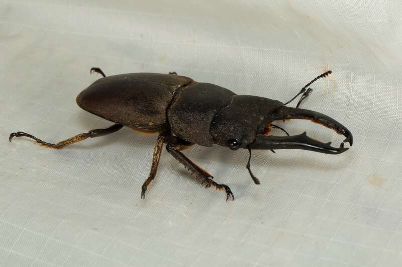 Image of Serrognathus (Lasiodorcus) taurus subtaurus Maes 1992