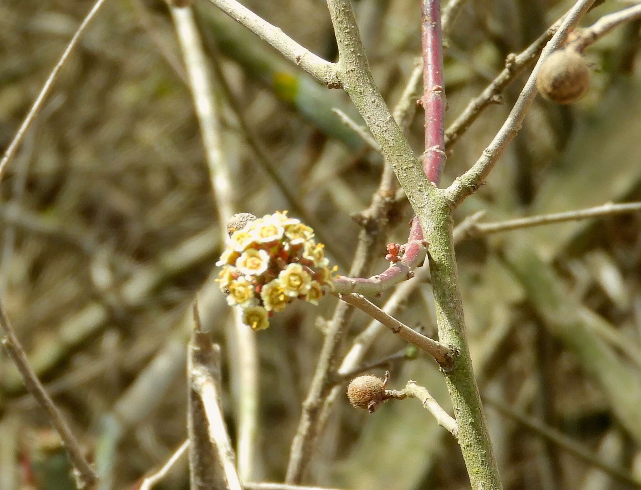 Image of Euphorbia colletioides Benth.