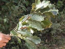 صورة Quercus peduncularis Née