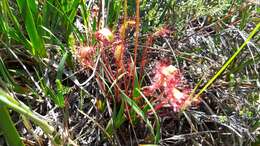 صورة Drosera anglica Huds.