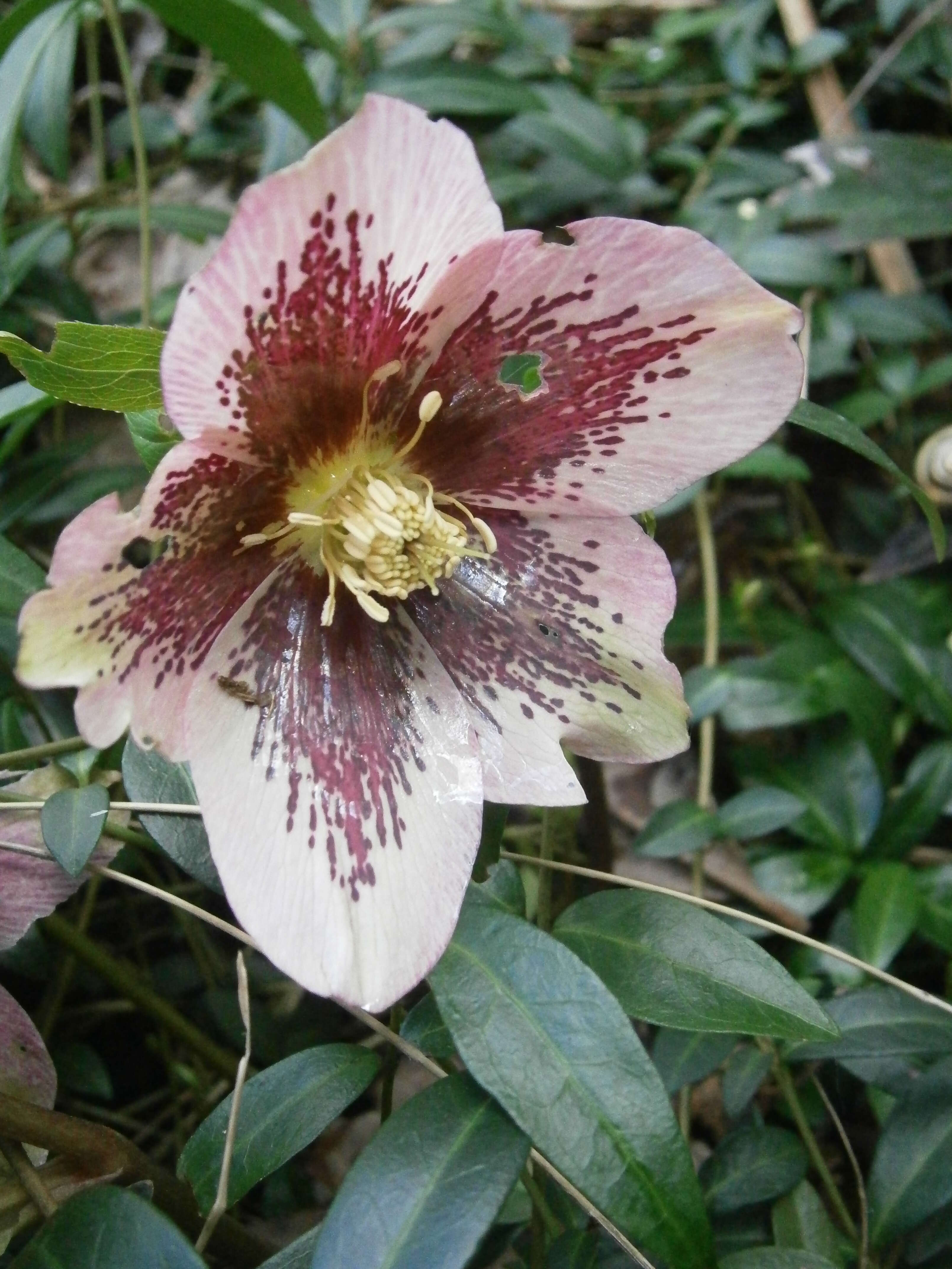 Image of lenten-rose