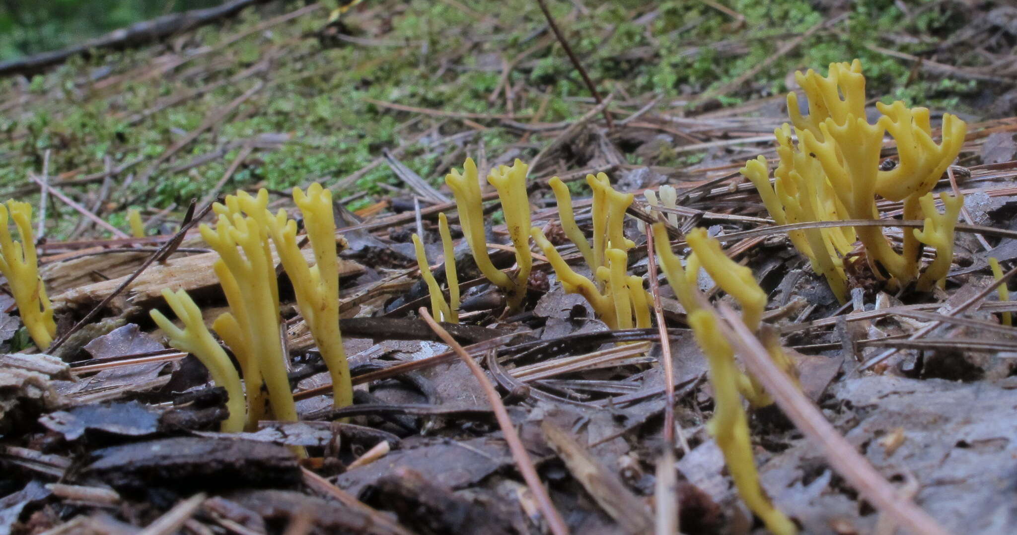 Image of Clavulinopsis corniculata (Schaeff.) Corner 1950