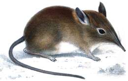 Image of Western Rock Elephant Shrew