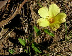 Image de Hibiscus aethiopicus var. aethiopicus