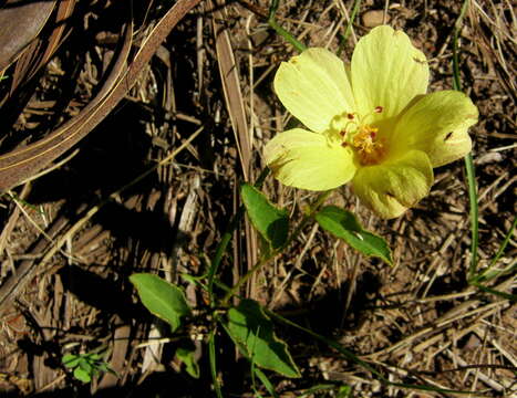 Image de Hibiscus aethiopicus var. aethiopicus